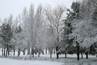 Winter Forest - Obrázkek zdarma pro Nokia Asha 302