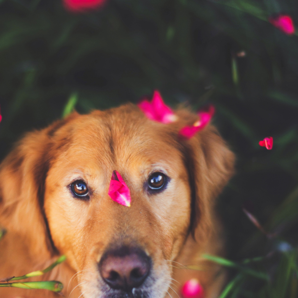 Обои Dog And Pink Flower Petals 1024x1024