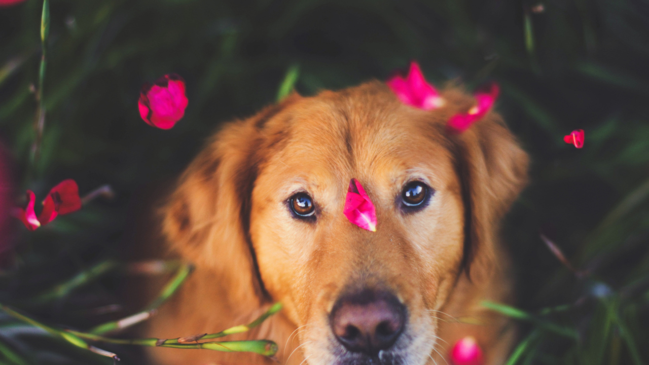 Screenshot №1 pro téma Dog And Pink Flower Petals 1280x720
