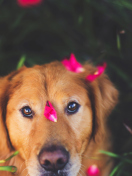 Fondo de pantalla Dog And Pink Flower Petals 132x176