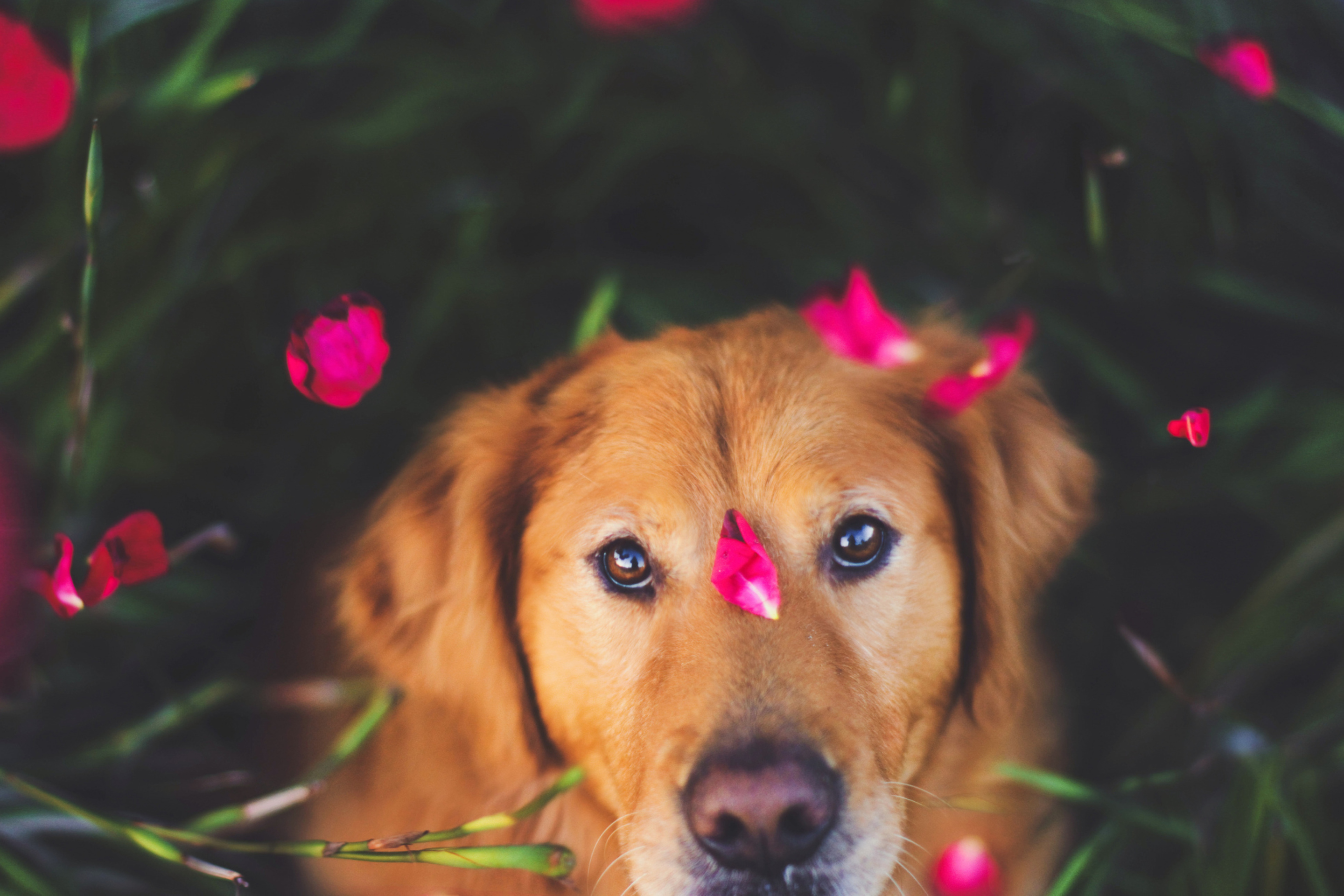 Fondo de pantalla Dog And Pink Flower Petals 2880x1920