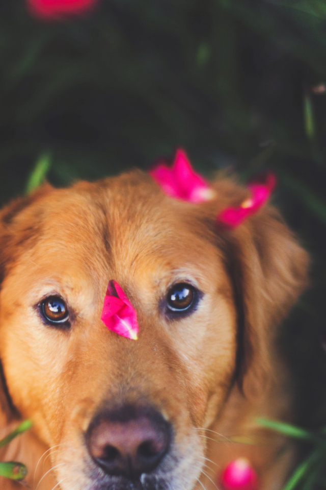 Обои Dog And Pink Flower Petals 640x960