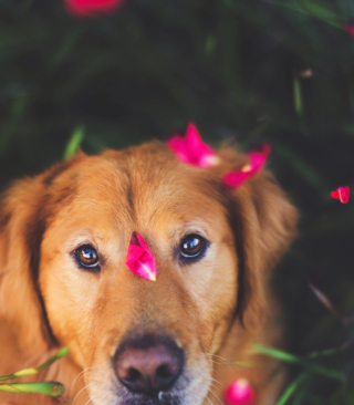 Dog And Pink Flower Petals - Obrázkek zdarma pro Nokia X1-00