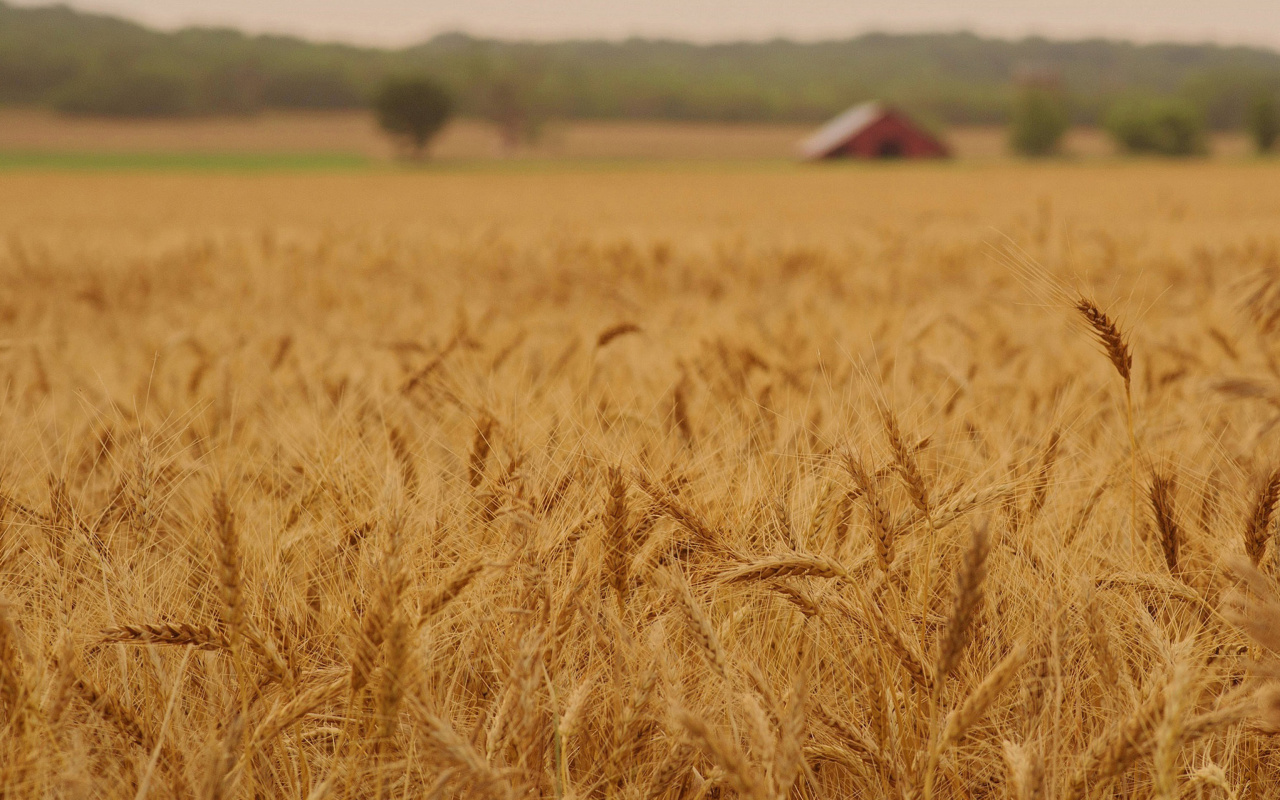 Ears of rye and wheat screenshot #1 1280x800