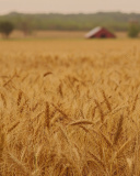 Ears of rye and wheat screenshot #1 128x160