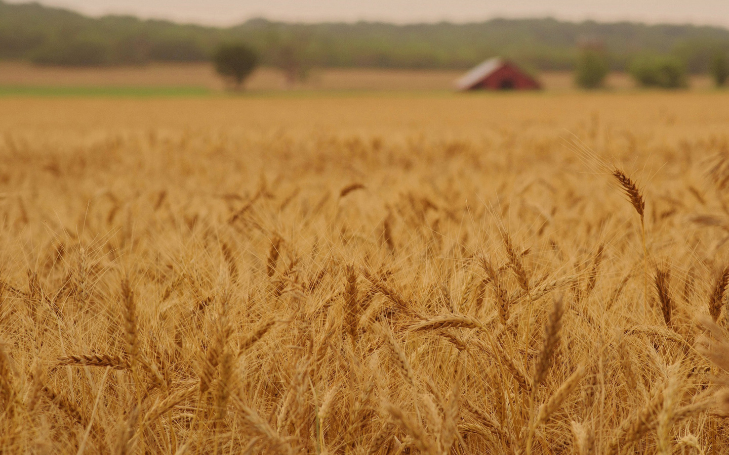 Screenshot №1 pro téma Ears of rye and wheat 1440x900