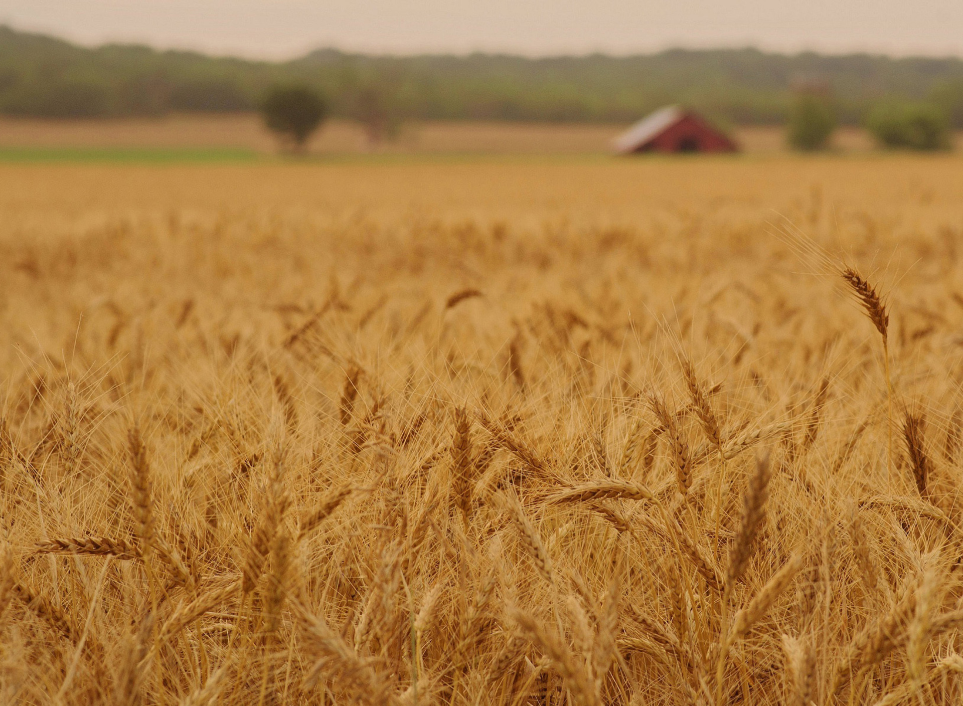Ears of rye and wheat screenshot #1 1920x1408