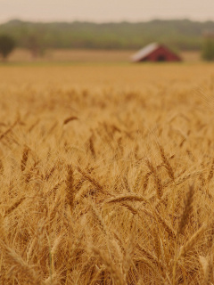 Screenshot №1 pro téma Ears of rye and wheat 240x320