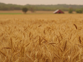 Screenshot №1 pro téma Ears of rye and wheat 320x240