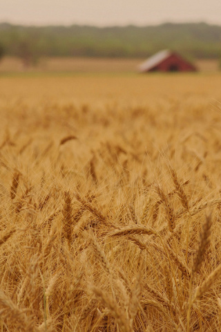 Ears of rye and wheat screenshot #1 320x480