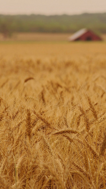 Sfondi Ears of rye and wheat 360x640