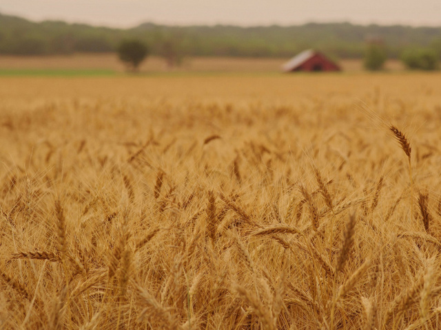 Ears of rye and wheat screenshot #1 640x480
