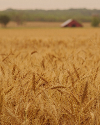 Ears of rye and wheat - Obrázkek zdarma pro iPhone 4S