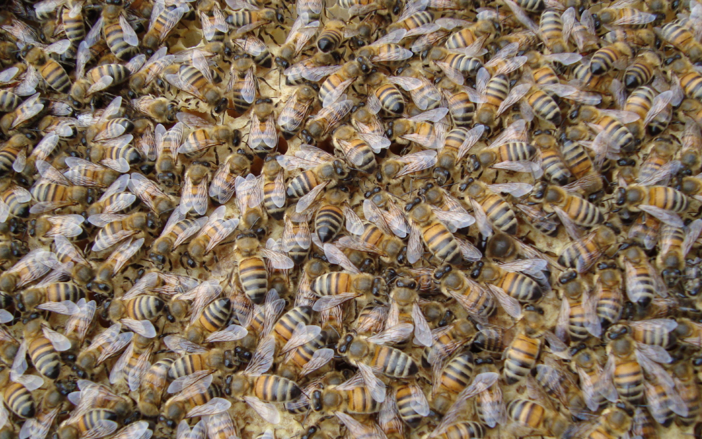 Screenshot №1 pro téma Bees 1440x900