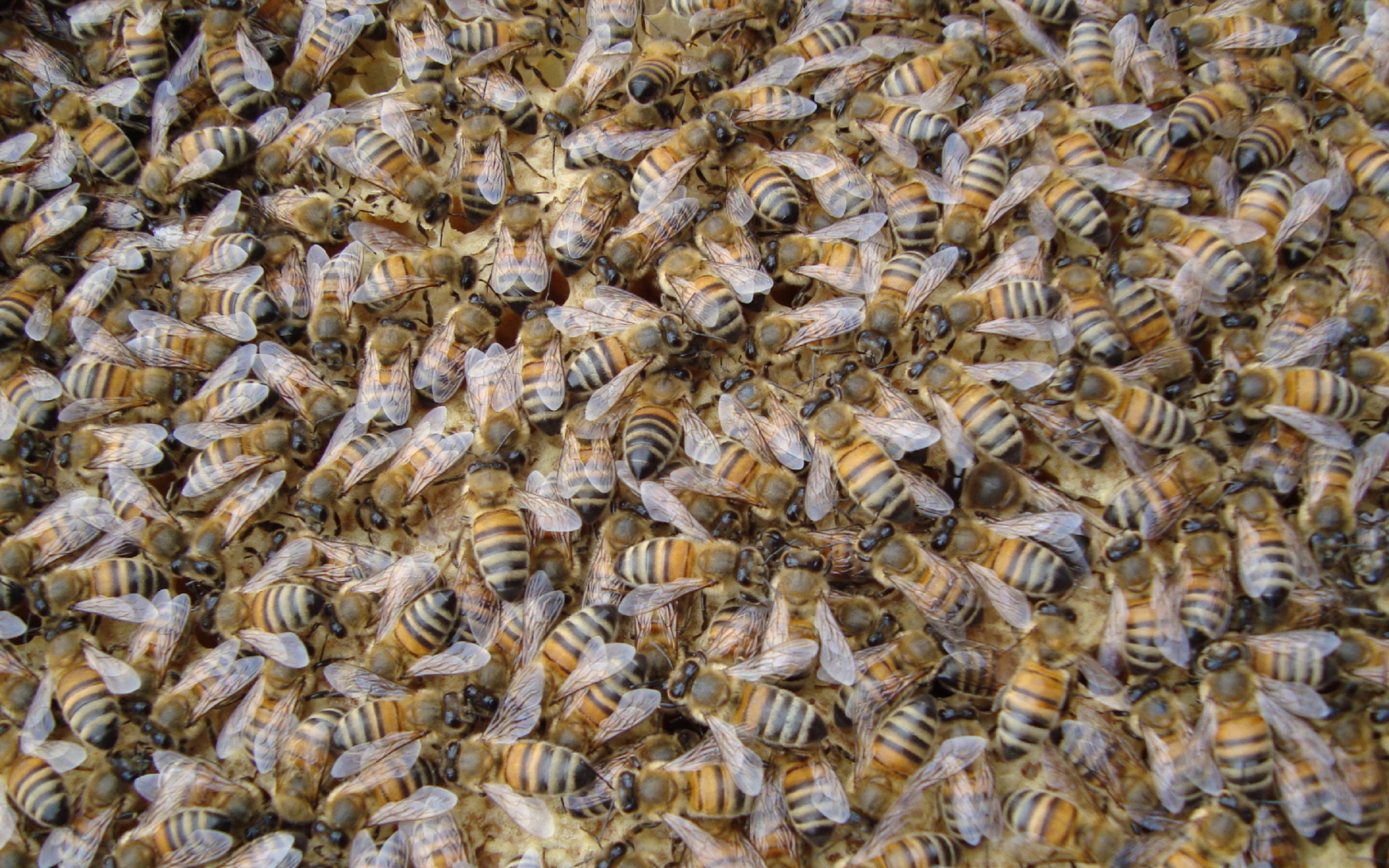Sfondi Bees 1680x1050