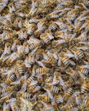 Sfondi Bees 176x220