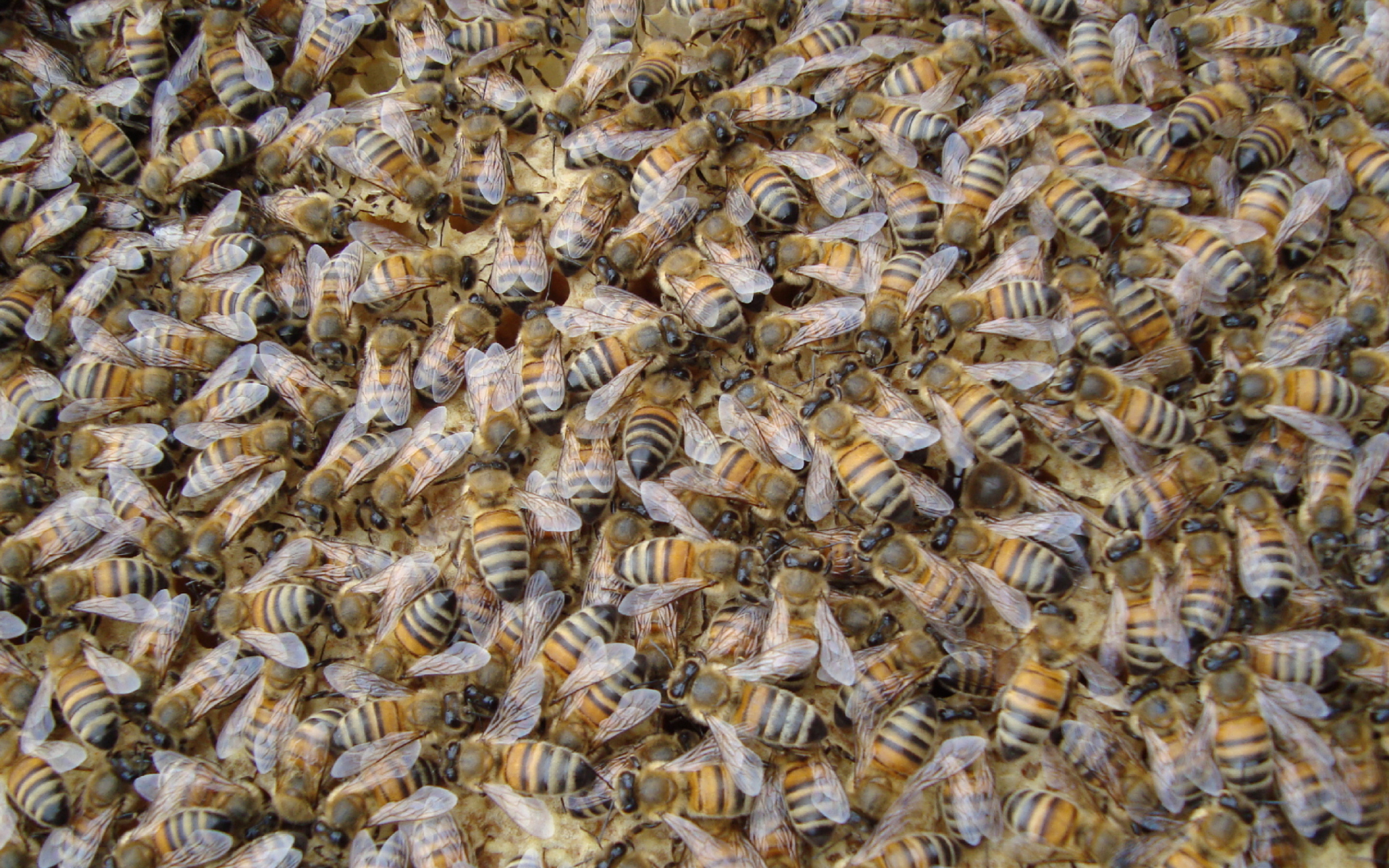 Fondo de pantalla Bees 1920x1200
