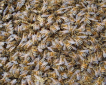 Fondo de pantalla Bees 220x176