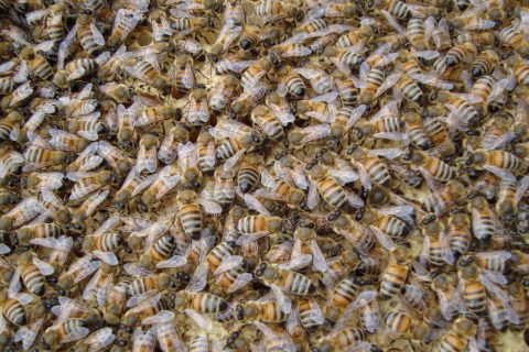 Das Bees Wallpaper 480x320