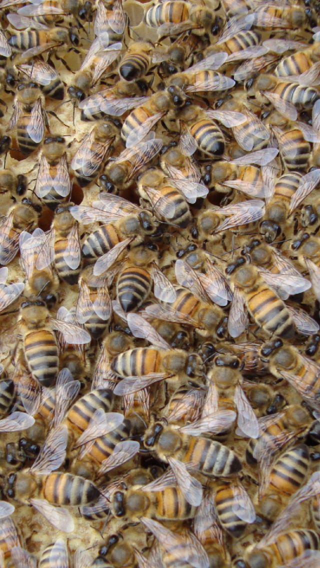 Das Bees Wallpaper 640x1136