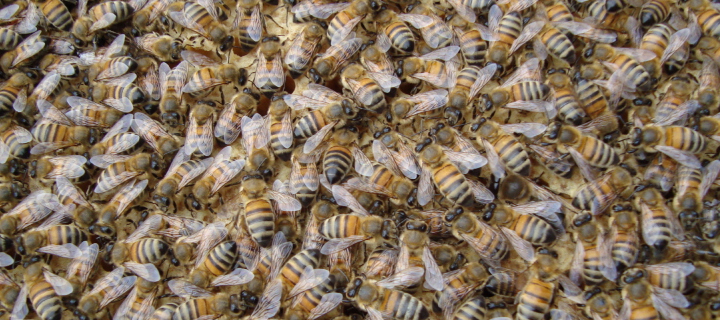 Sfondi Bees 720x320