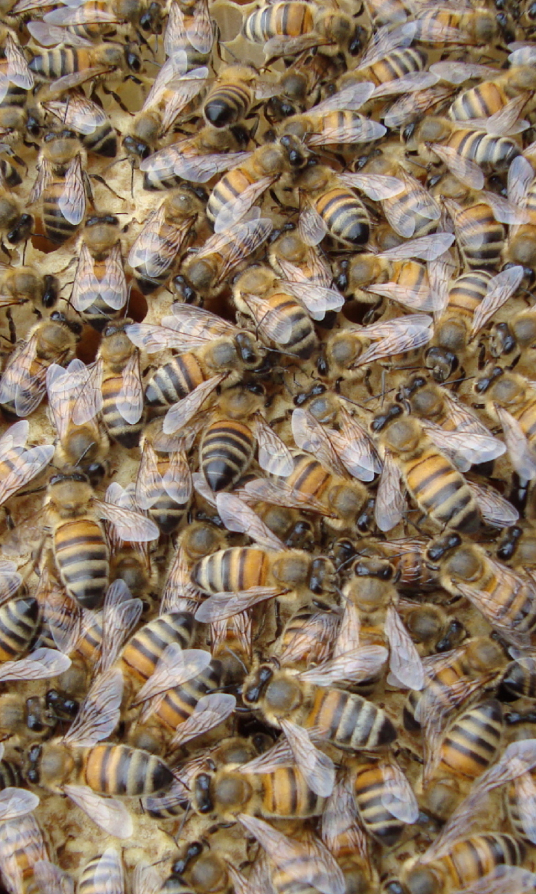 Das Bees Wallpaper 768x1280