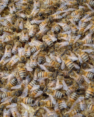 Kostenloses Bees Wallpaper für Nokia Asha 300