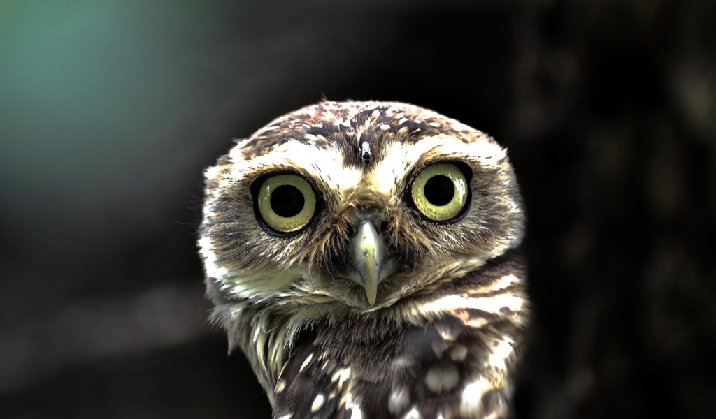Sfondi Big Eyed Owl 1024x600