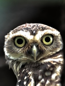 Screenshot №1 pro téma Big Eyed Owl 132x176