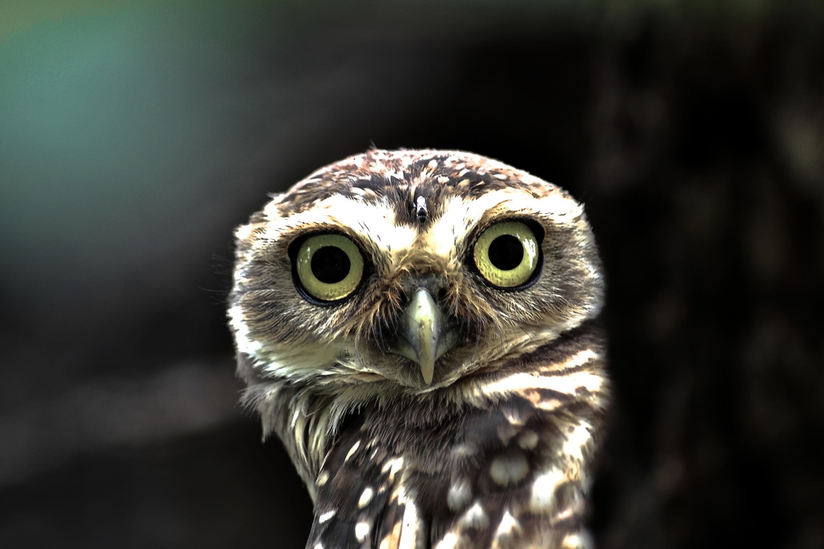 Fondo de pantalla Big Eyed Owl 2880x1920