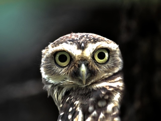 Fondo de pantalla Big Eyed Owl 320x240