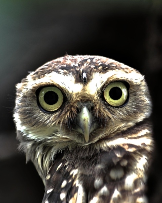 Big Eyed Owl - Obrázkek zdarma pro 750x1334