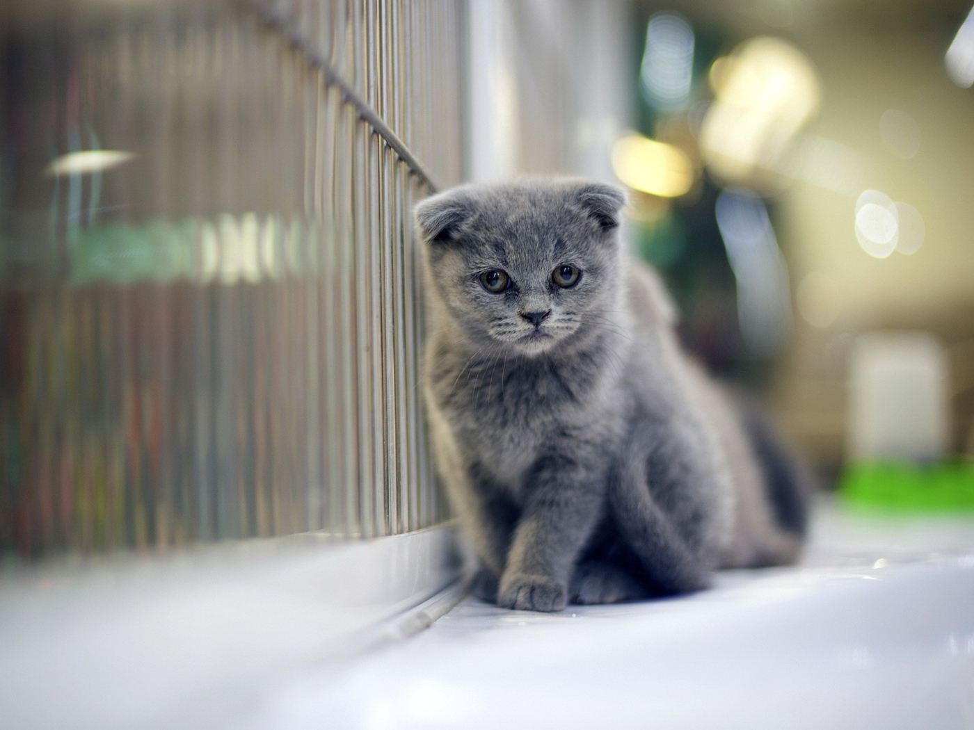 Sfondi Grey Kitten 1400x1050