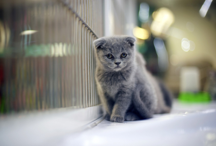 Sfondi Grey Kitten
