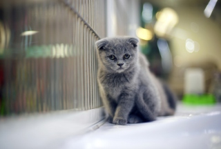 Grey Kitten - Obrázkek zdarma pro Samsung Galaxy S6