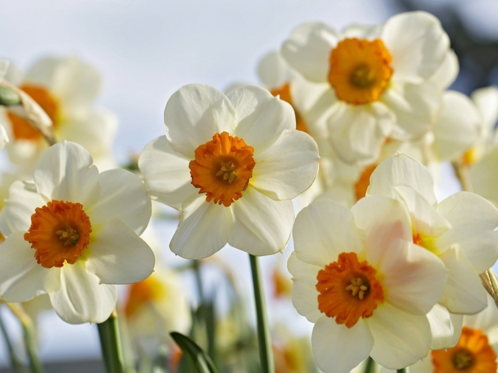 Das Daffodils Spring Wallpaper 1024x768