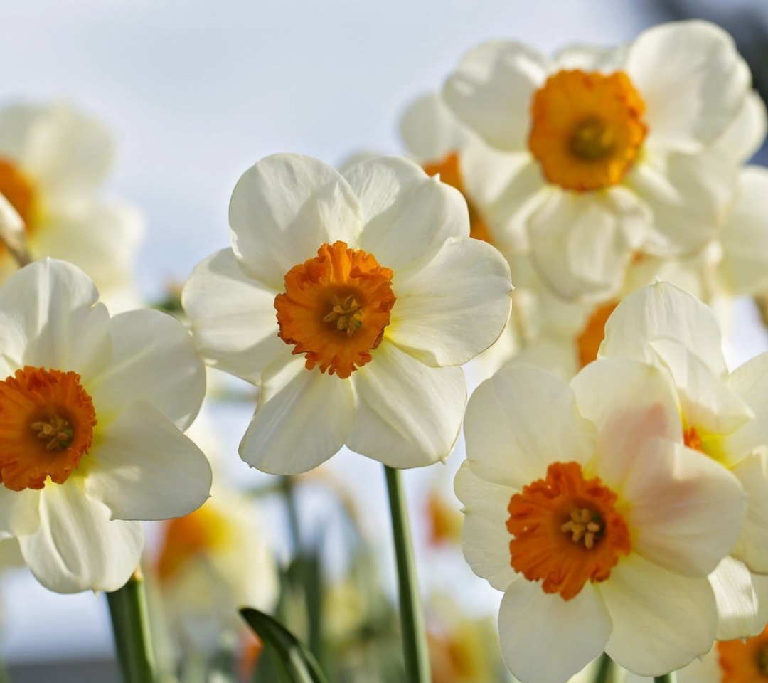 Fondo de pantalla Daffodils Spring 1080x960