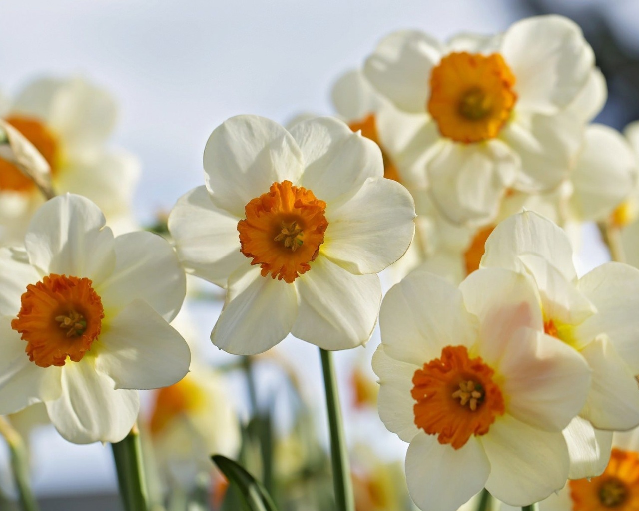 Daffodils Spring screenshot #1 1280x1024