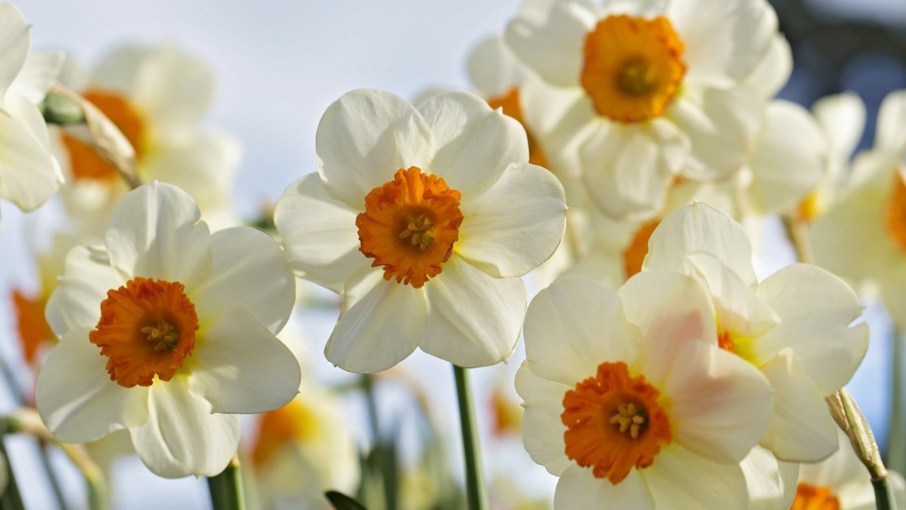 Обои Daffodils Spring 1280x720