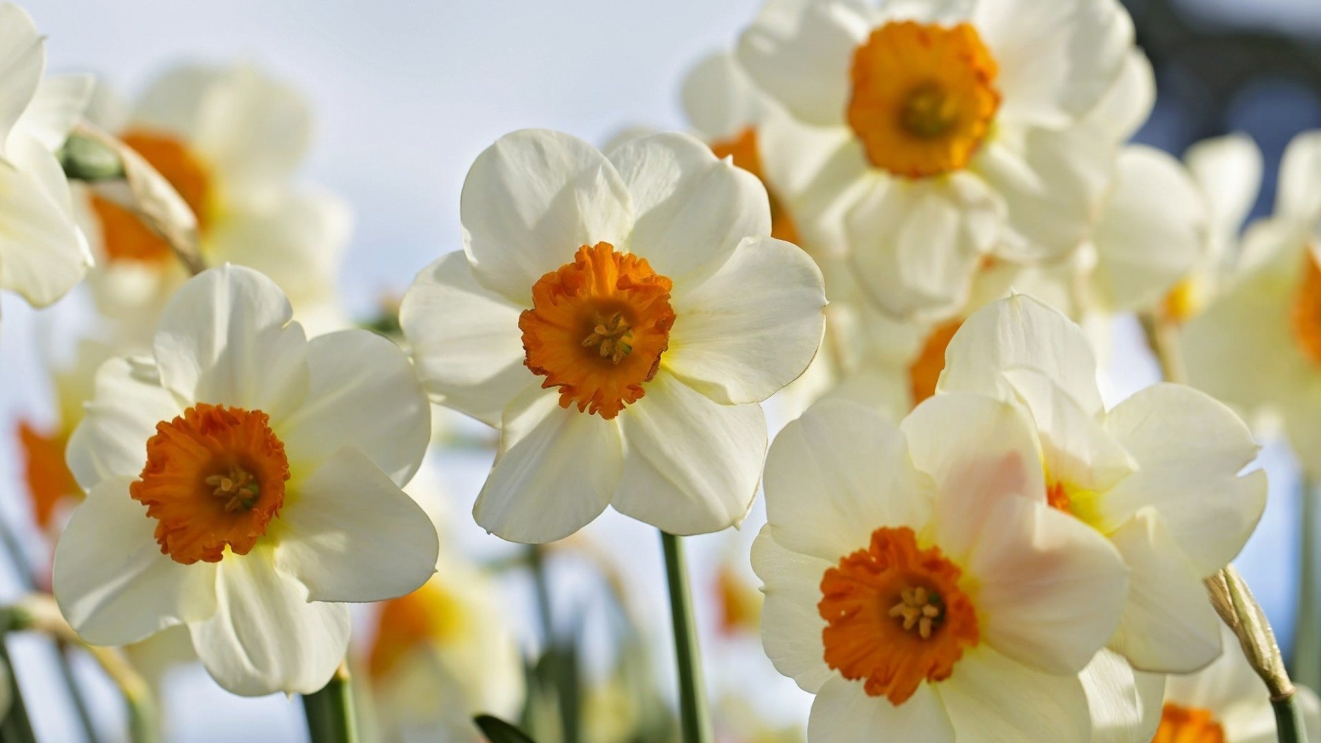 Обои Daffodils Spring 1920x1080