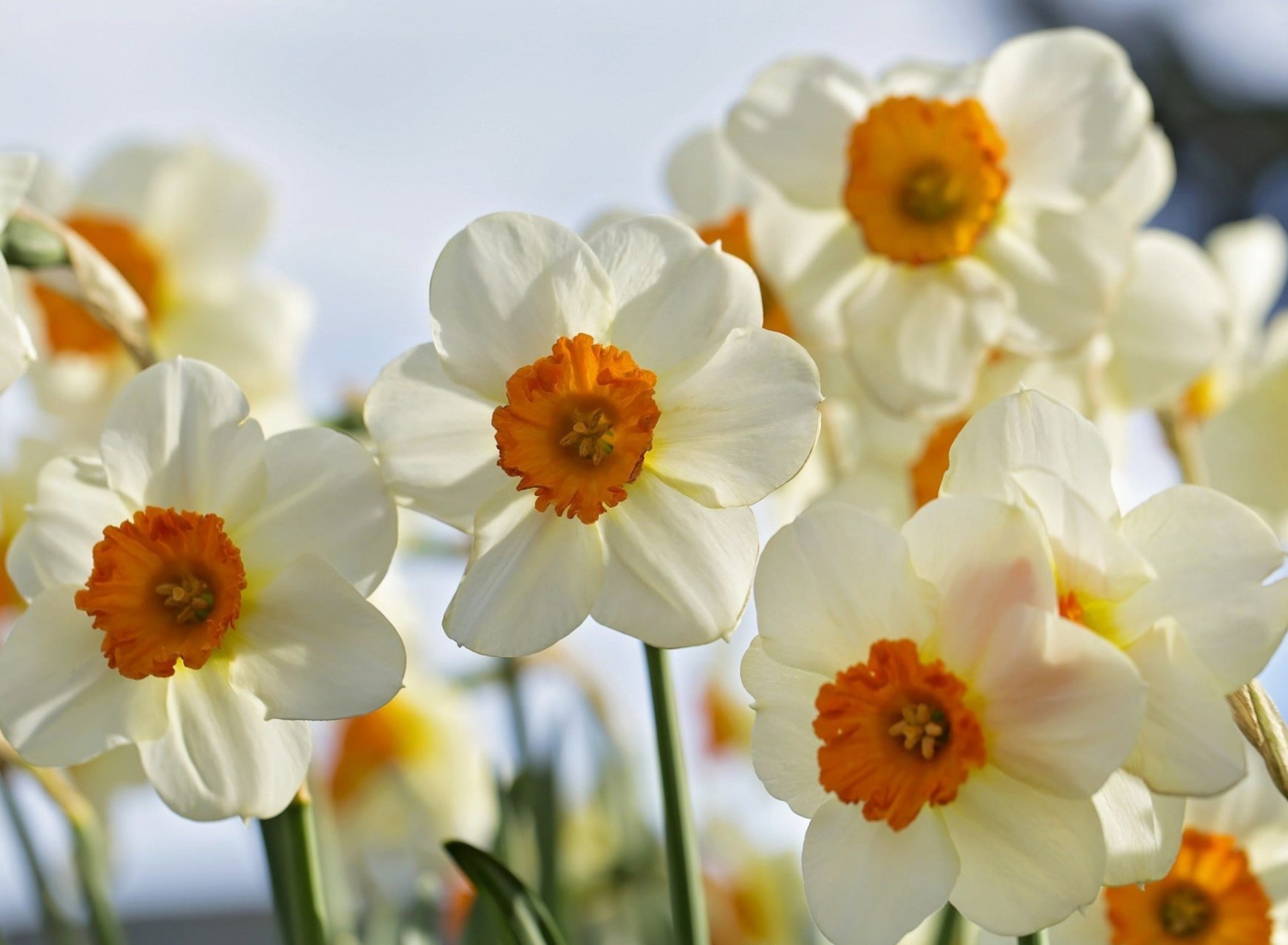Обои Daffodils Spring 1920x1408