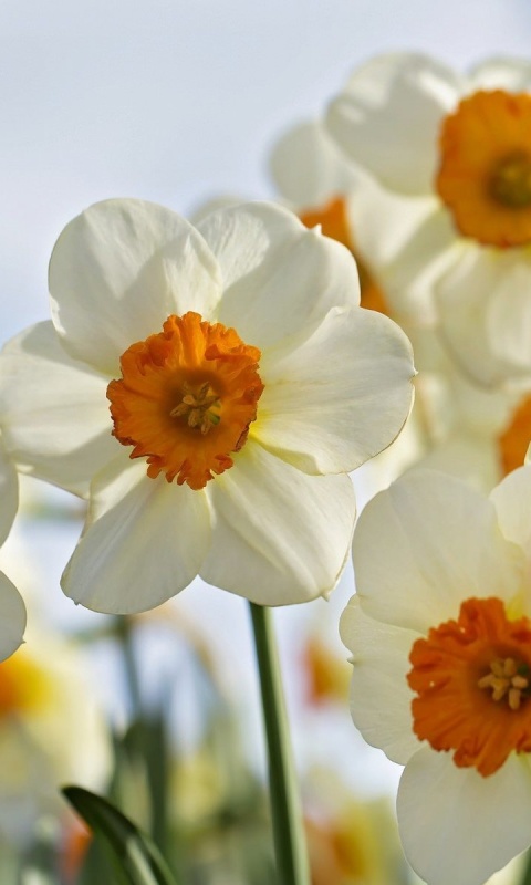 Обои Daffodils Spring 480x800