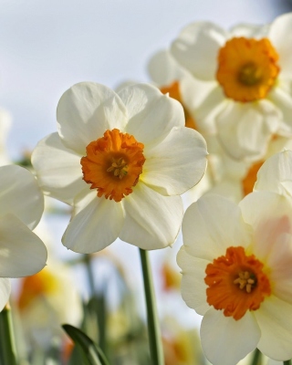 Kostenloses Daffodils Spring Wallpaper für Nokia Asha 309