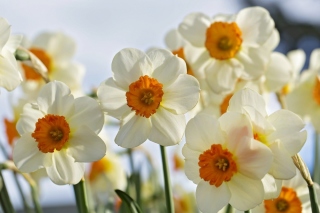 Daffodils Spring sfondi gratuiti per cellulari Android, iPhone, iPad e desktop