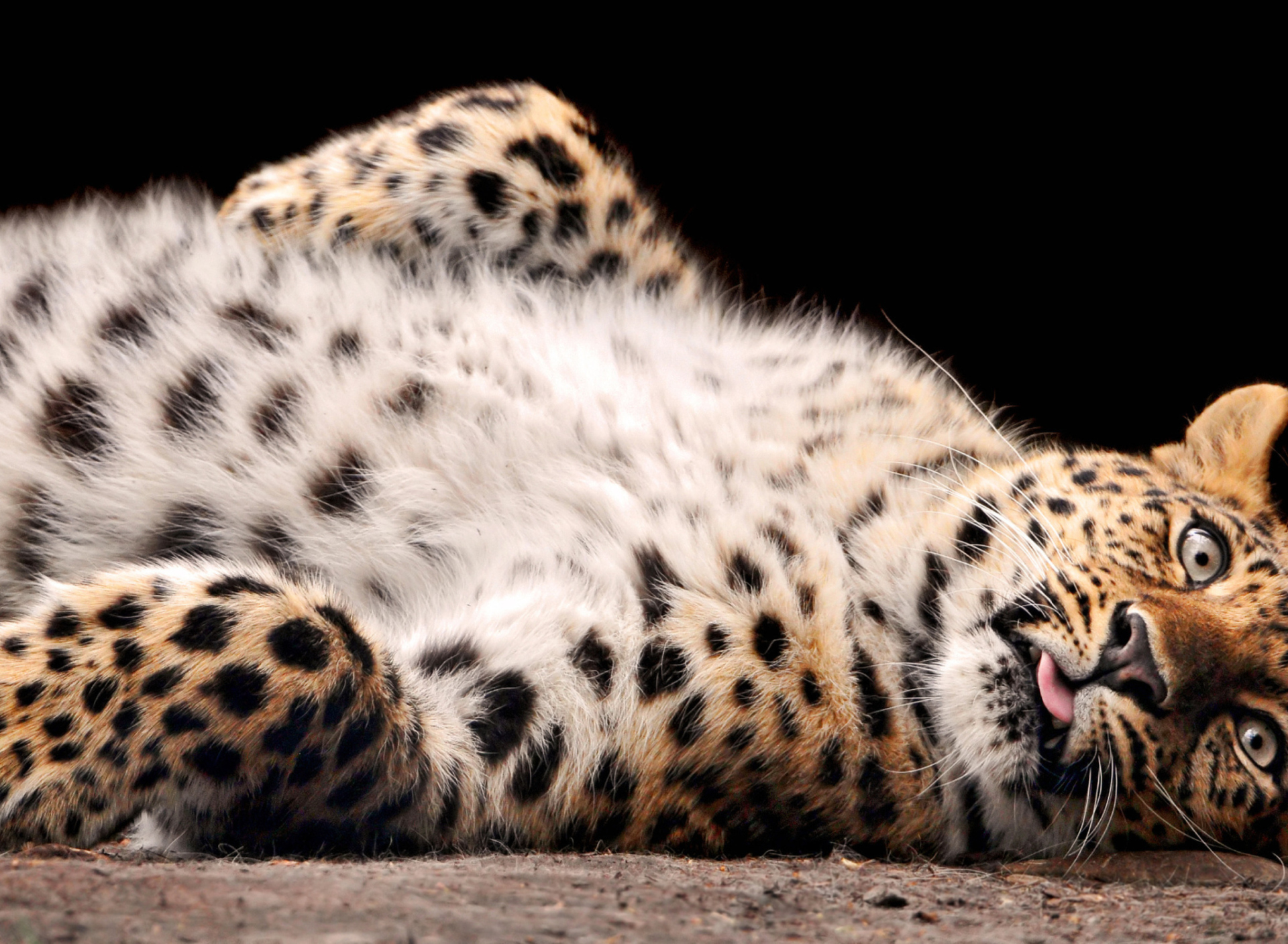 Sfondi Tired Leopard 1920x1408