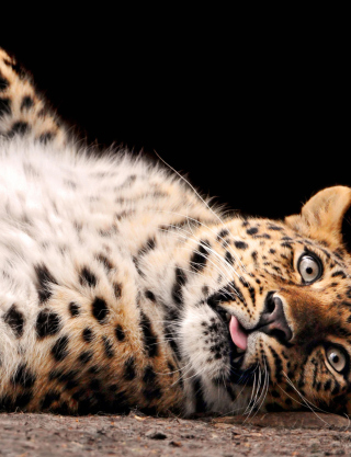 Tired Leopard - Obrázkek zdarma pro 128x160