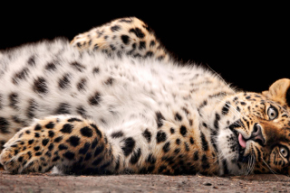 Free Tired Leopard Picture for Android, iPhone and iPad