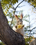 Fondo de pantalla Squirrel sits on tree bark 128x160