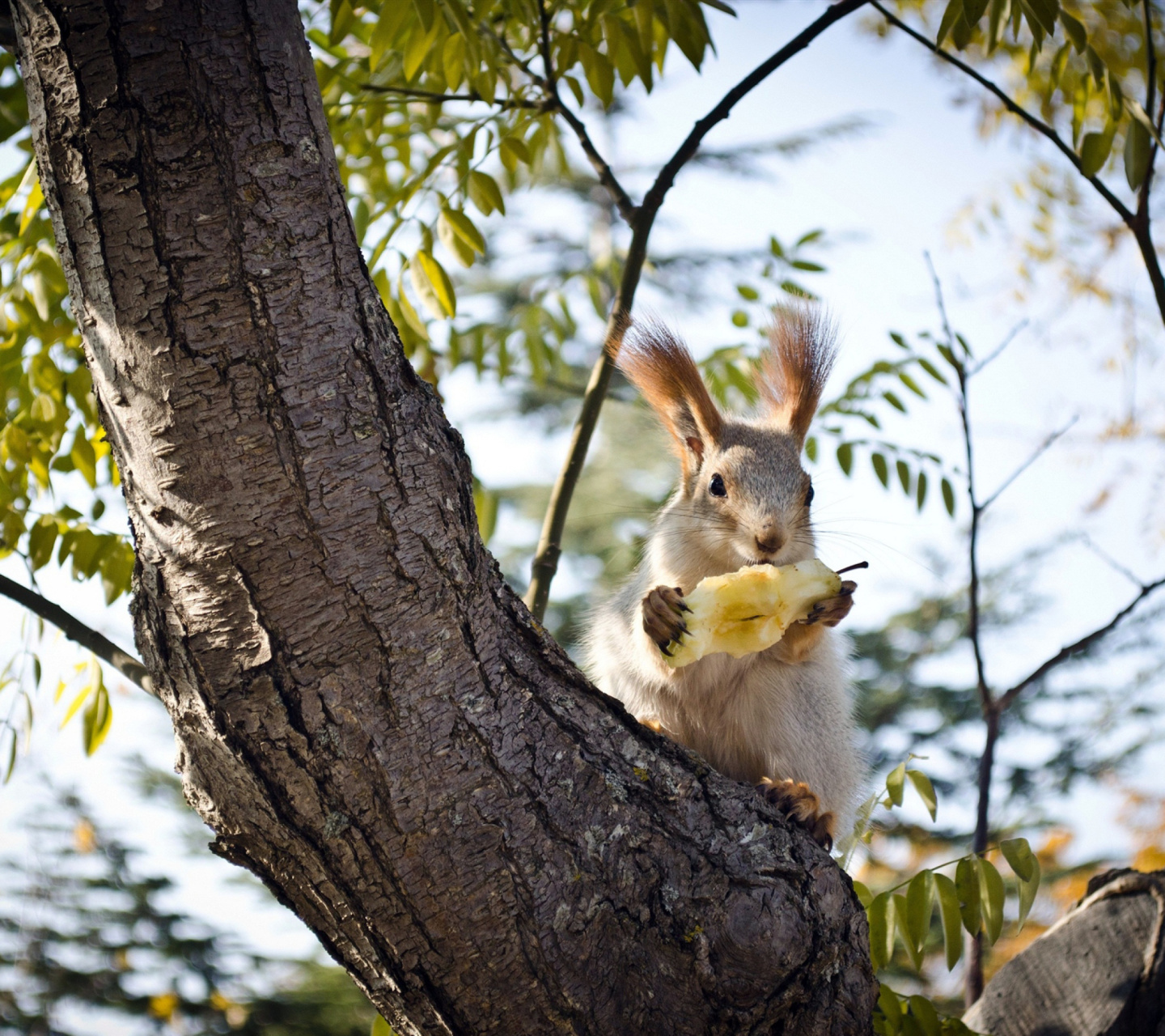 Обои Squirrel sits on tree bark 1440x1280