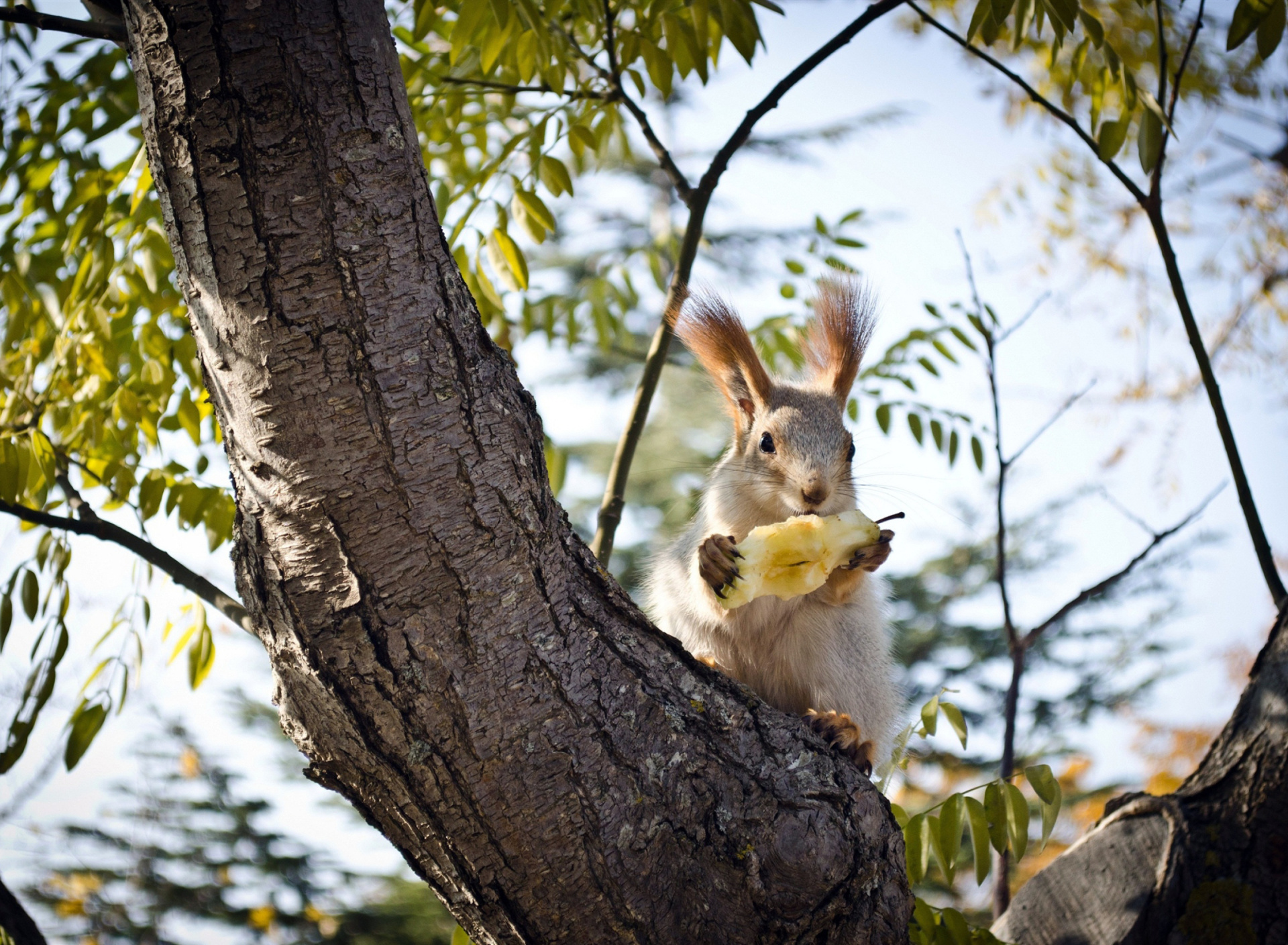Squirrel sits on tree bark screenshot #1 1920x1408